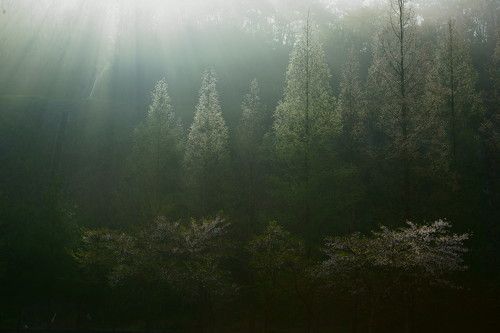 Fog and light