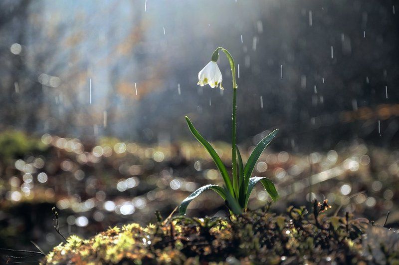 Первоцветphoto preview