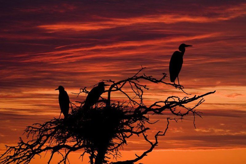 цапти, закат, птицы Сумеречный дозор.photo preview