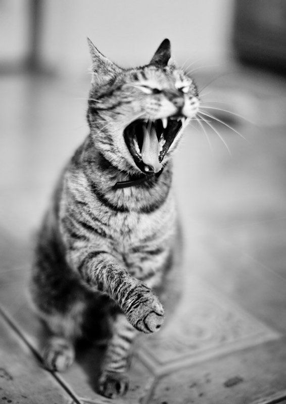 Дай лапу!photo preview