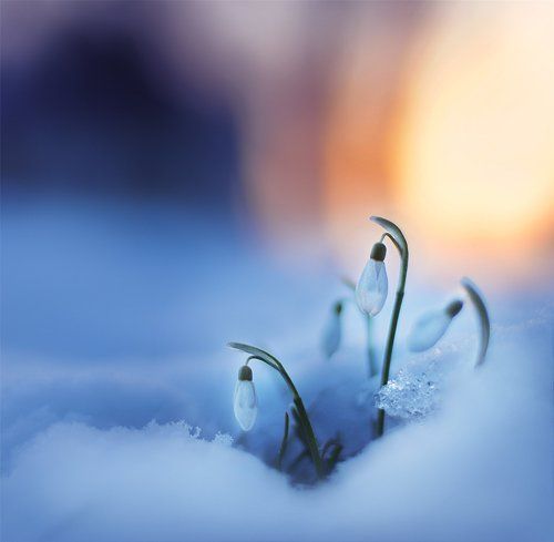 Spring tender...