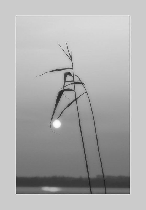 река, рассвет, солнце, камыш, утро Нежность.photo preview