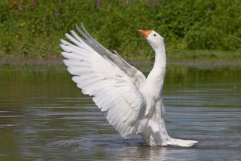 Маэстро.photo preview