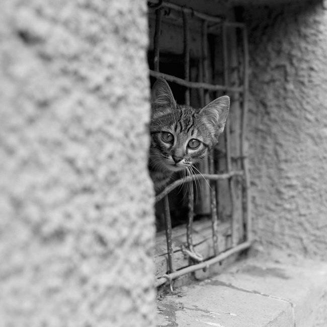 прятки. Автор: dk , dk