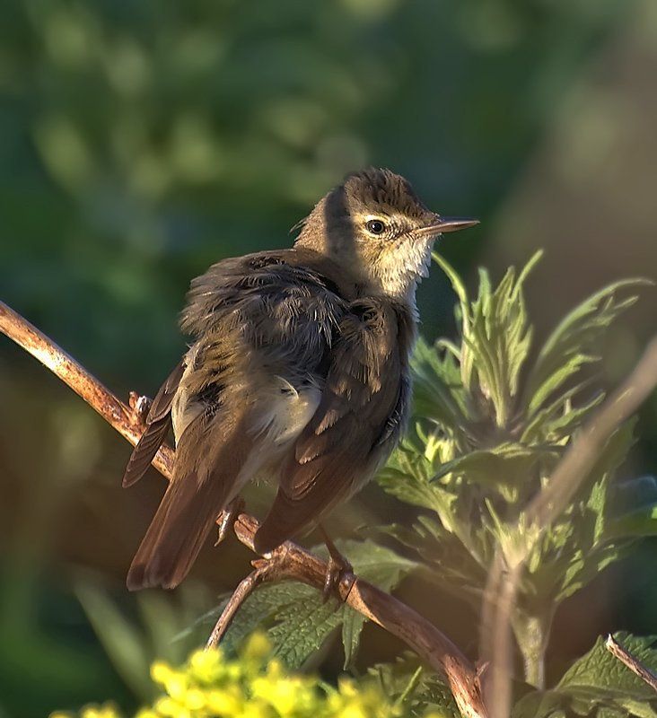 птица,природа,камышевка Утренний ветерок...photo preview
