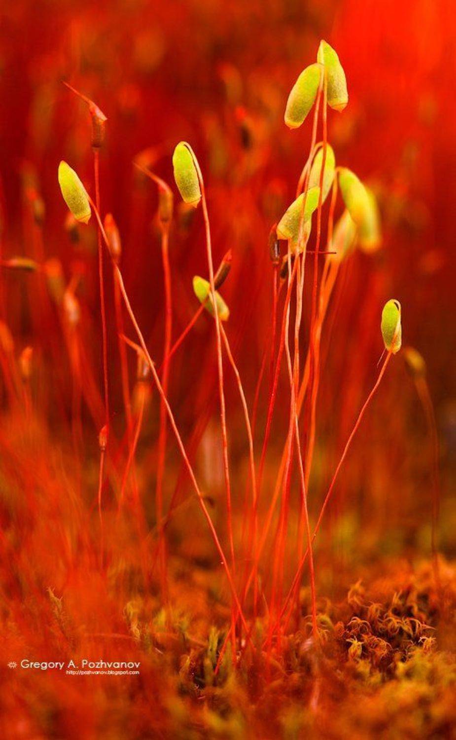 мох, растение, лес, макропейзаж, Григорий Пожванов