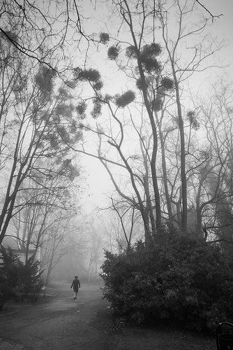 fog