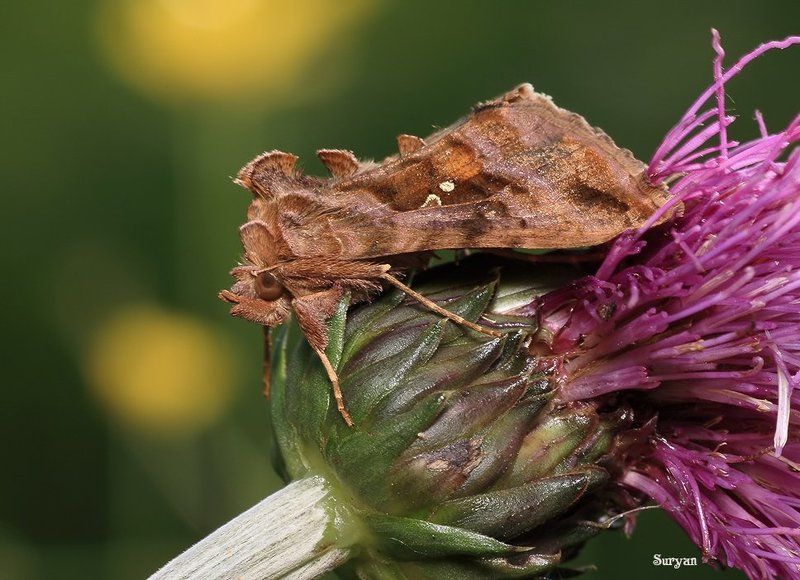 лето, бабочка, металловидка, трава Знатный зверюга!photo preview