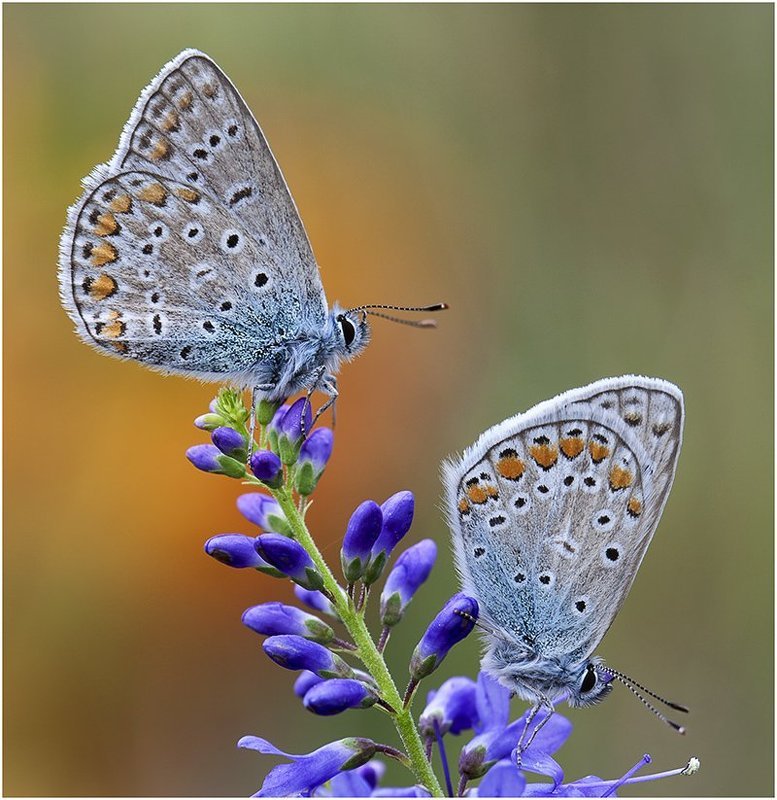 Параphoto preview