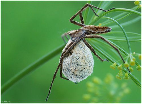 Стройная мама )