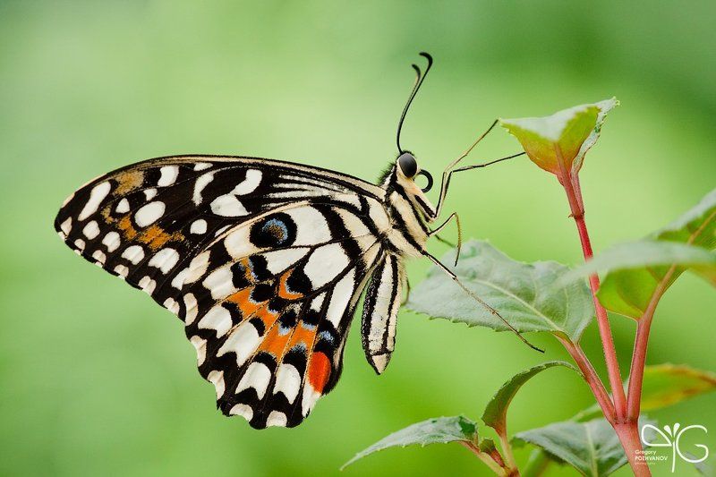 бабочка, эбц, крестовский, петербург photo preview