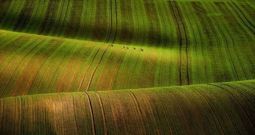 Moravia Tuscony
