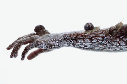 Snailomorph