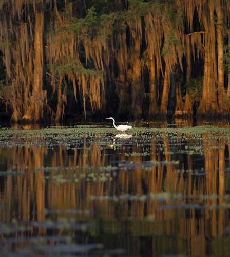 Texas Swamp