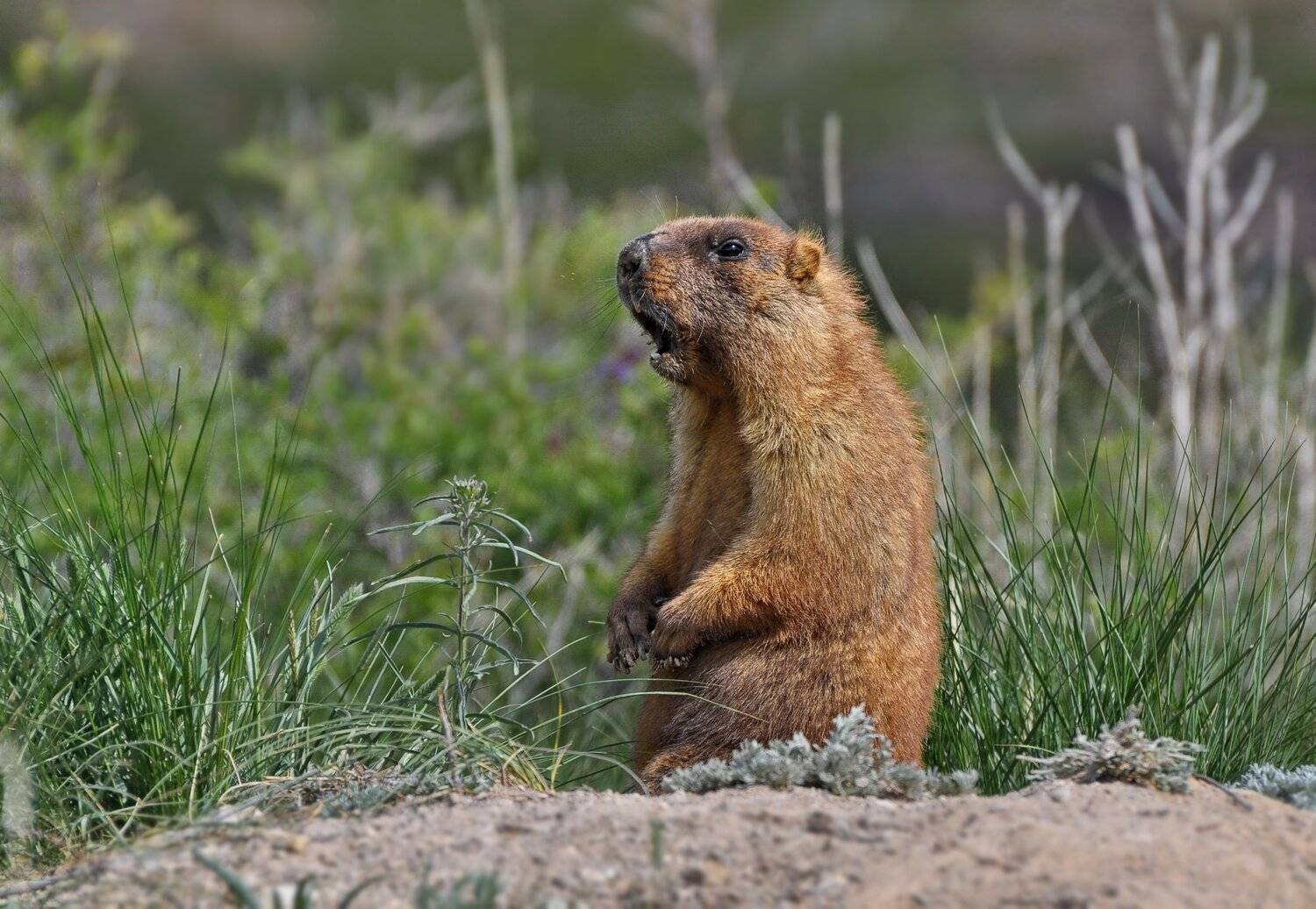 сурок, Евгений Дроботенко