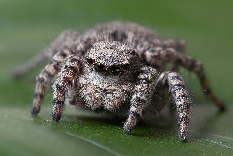 Глазастикphoto preview