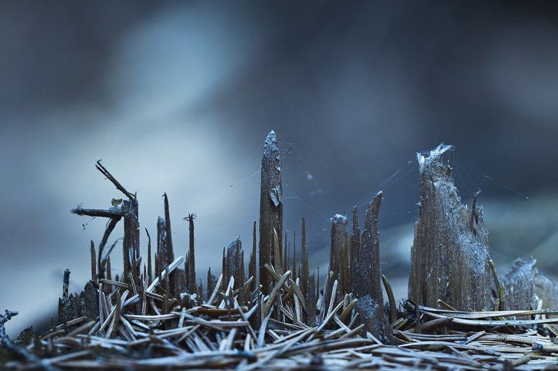 макро, город, дерево, небоскреб, дома, здания, лес город будущегоphoto preview