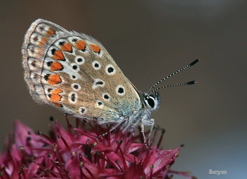 лето, трава, бабочка Только я, всё сижу...photo preview
