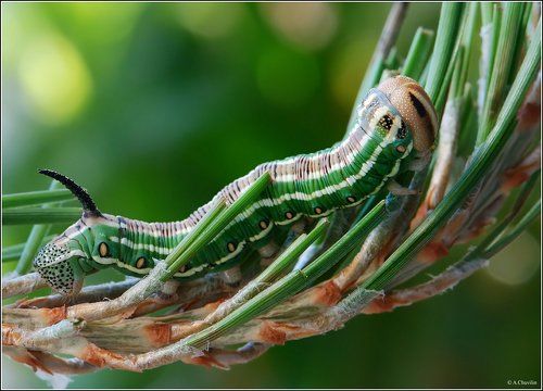 Жизнь на иголках