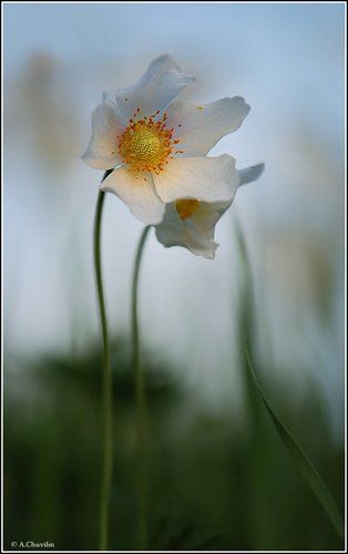 Вечерние цветы