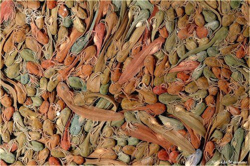 Выживет сильнейший