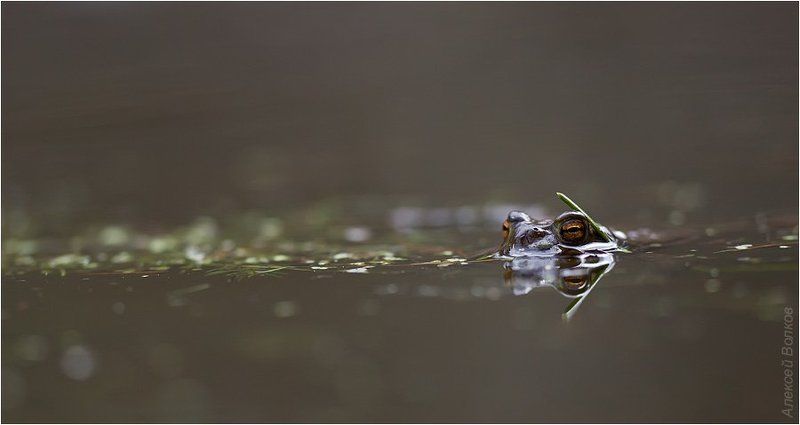 bufo bufo, серая жаба Шпионphoto preview