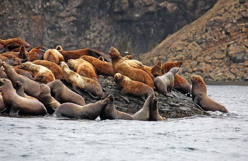 Сивучи (северные морские львы)