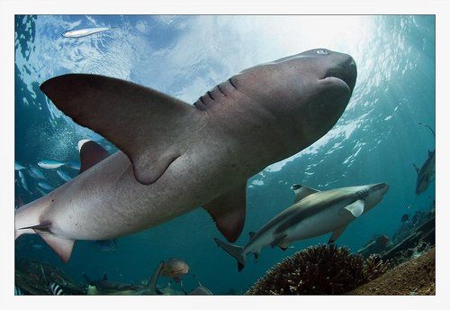 почти Мегаладон