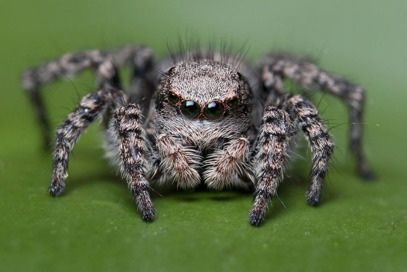 Жемчужный взглядphoto preview