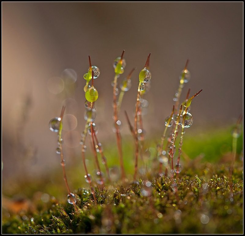 макро,капли, Оазис.photo preview
