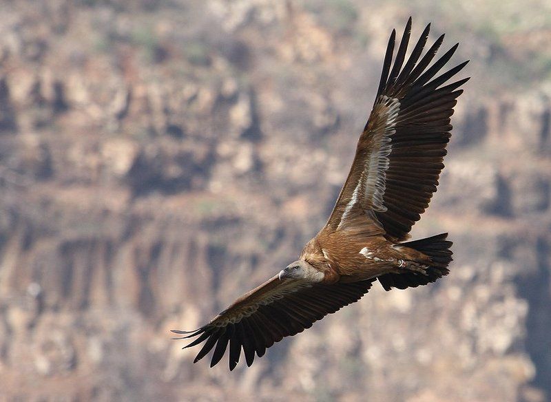 грифы, сип, ущелье, птицы Хранители ущелья Гамлыphoto preview