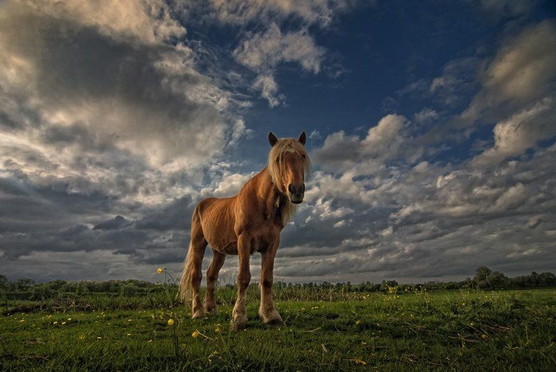 блондин Блондин на лугуphoto preview