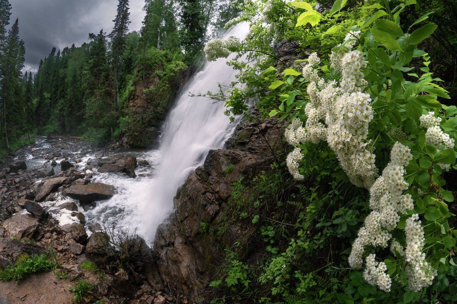 #алтай, #салаир, #салаирскийкряж, , #алтайскийкрай, #пещёрка, #пейзаж, #nature, #flowers, #flora, #plants, #wildlife, #storm, #beforethestorm, #altai, #russia, #salair, #waterfall, #water, #ravine, #landscape, #taiga, #тайга, #лес, #forest, #спирея, #водо, Денис Соломахин