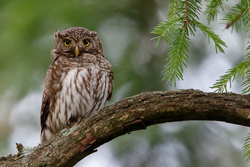 воробьиный сычик, сова, pygmy owl Ушастый сычикphoto preview