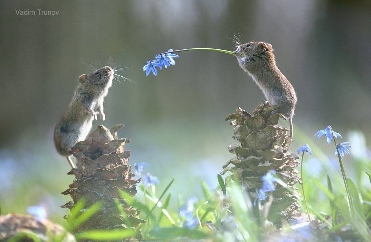 , Вадим Трунов