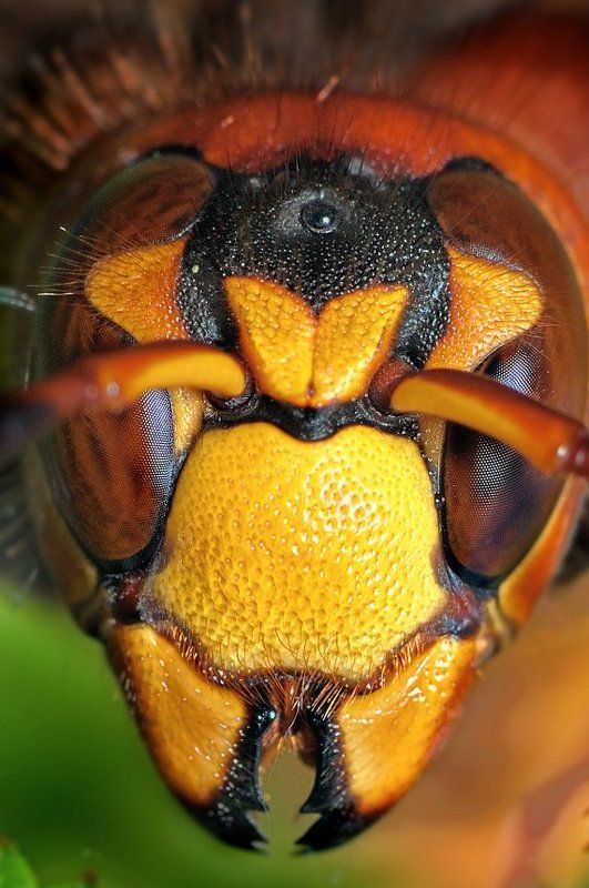 шершень Серьёзная дама.photo preview