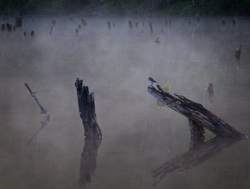 там леший бродит...photo preview