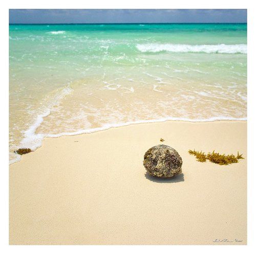 Coconut...