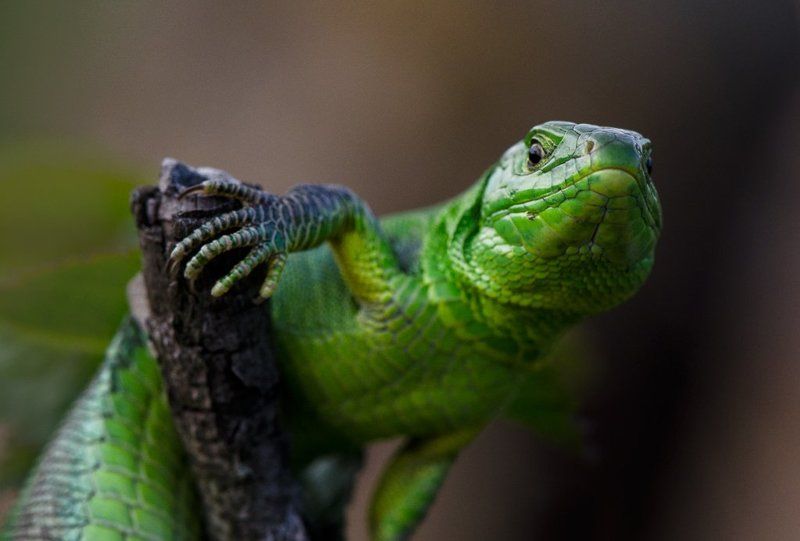 Кто здесь?..photo preview