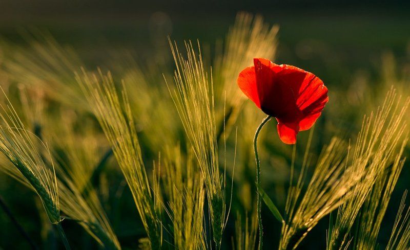 мак Придорожный...photo preview