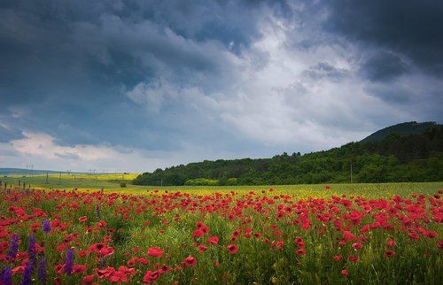 drama in red