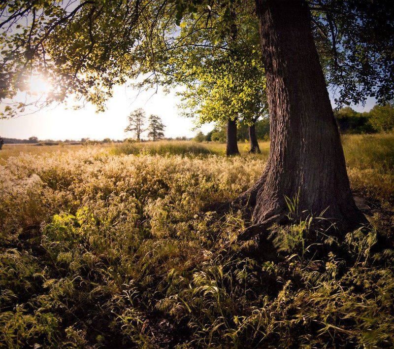 панорама, природа, дерево, пейзаж, вечер у дереваphoto preview