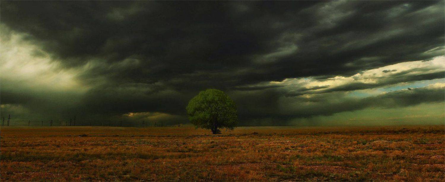 в одиночестве. Автор: SkorovS дерево,тучи, SkorovS