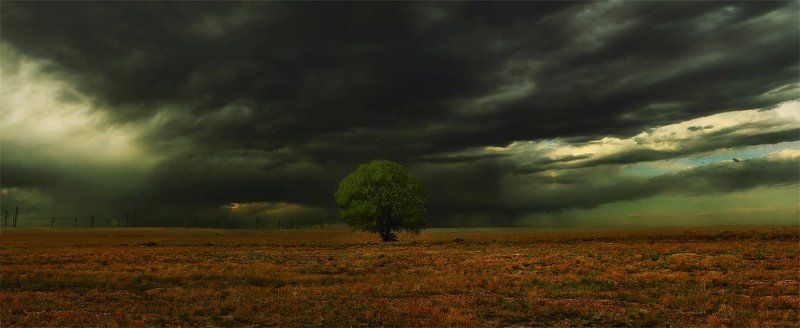 дерево,тучи в одиночествеphoto preview
