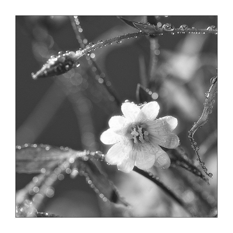 Цветочная...photo preview