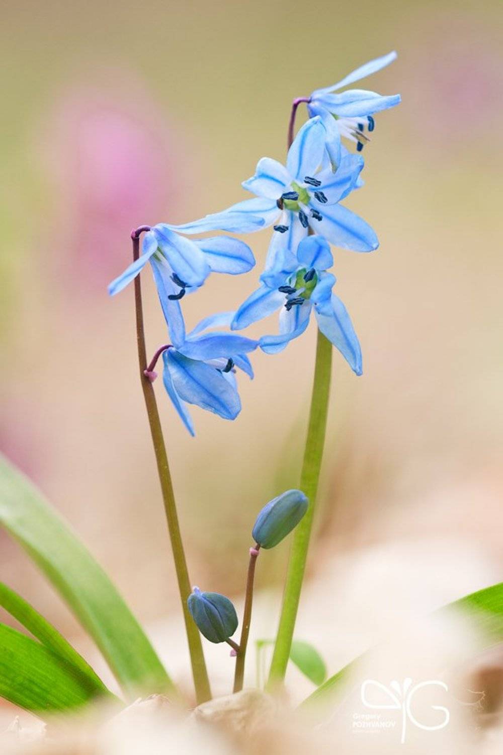 Пролеска с фиолетовым пятном позади. Автор: Григорий Пожванов пролеска, сибирская, заповедник, белогорье, весна, цветок, дубрава, лес, ворскла, scilla, sibirica, reserve, belogorie, spring, flower, oak, forest, vorskla, Григорий Пожванов