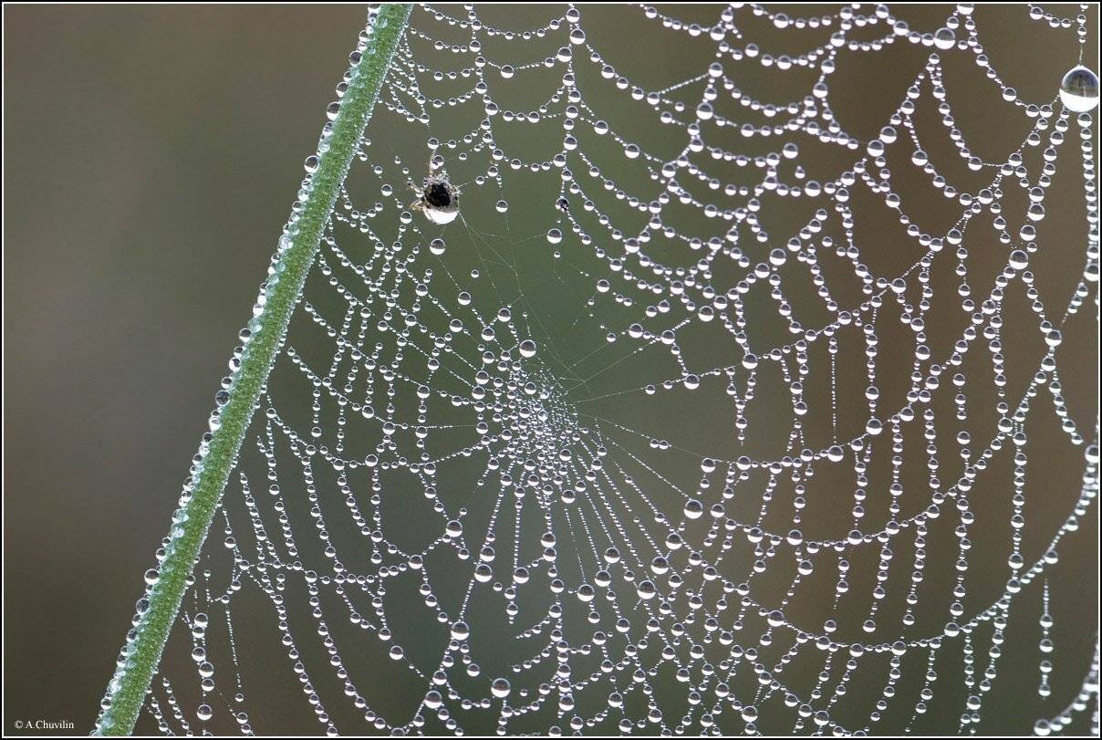 паук,паутина,утро,роса, Александр Чувилин