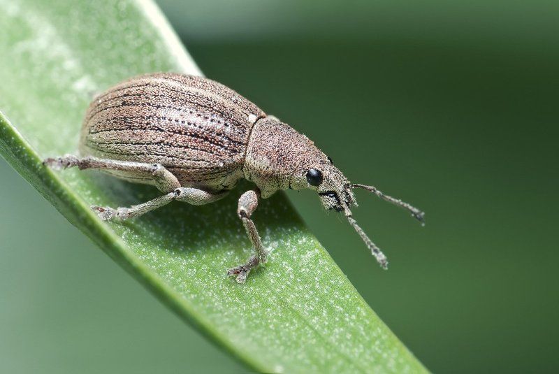 слоник, долгоносик, макро, micro-nikkor af 105mm f/2.8 d, nikon d80 Из жизни слоников: 1+2+3photo preview