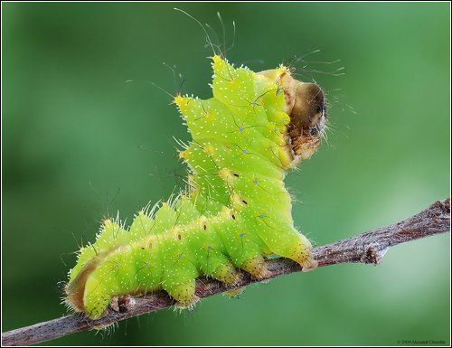 В боевой стойке )