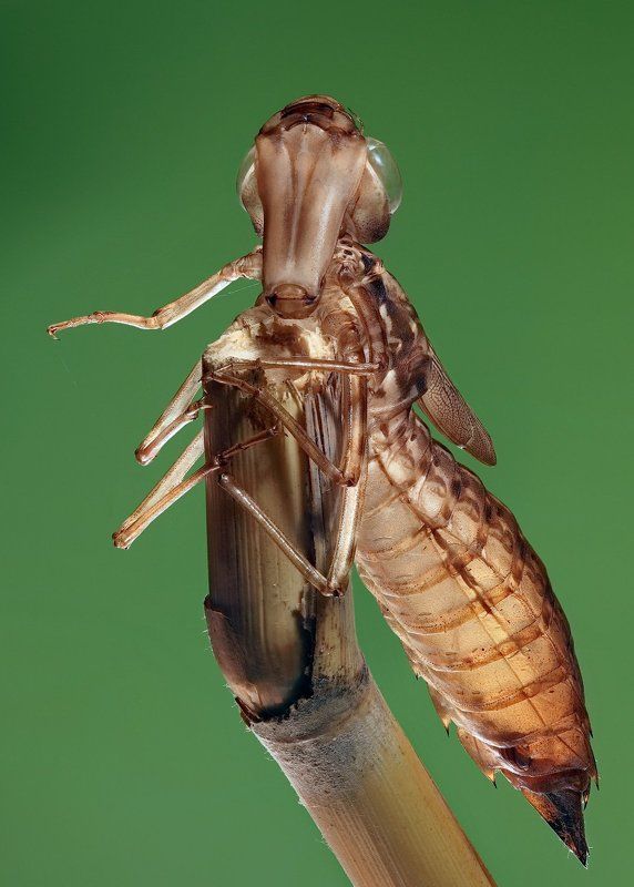 экзувий, , anax, parthenope Экзувийphoto preview